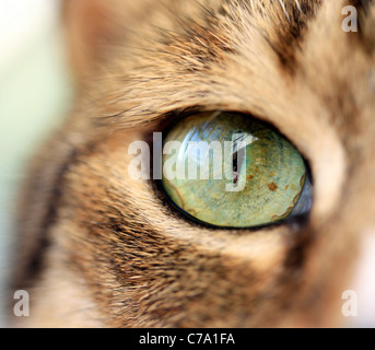 Close-up of a domestic cat's right eye.(felis catus) Stock Photo