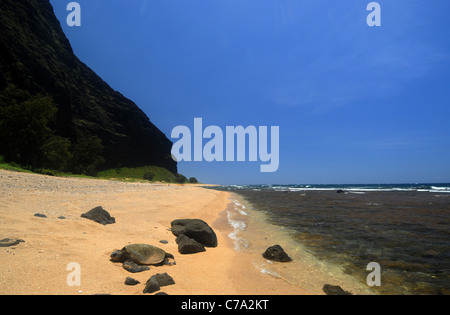 Green turtle (Chelonia mydas) basking on Milolii Beach, Na Pali Coast State Park, Kauai, Hawaii, USA Stock Photo