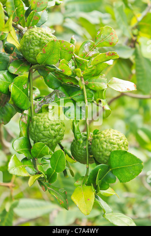 Kaffir Lime fruits growing on tree. These are a feature of Thai cooking as well as the leaves which are quite aromatic. Stock Photo