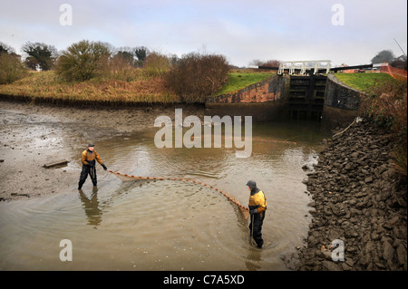 British Waterways ecologists drain the side ponds of Caen Hill Lock Flight near Devizes, Wiltshire to remove overcrowded fish st Stock Photo