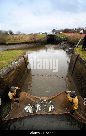 British Waterways ecologists drain the side ponds of Caen Hill Lock Flight near Devizes, Wiltshire to remove overcrowded fish st Stock Photo