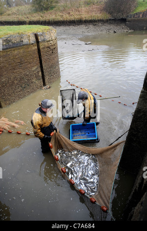 British Waterways ecologists drain the side ponds of Caen Hill Lock Flight near Devizes, Wiltshire to remove overcrowded fish st Stock Photo