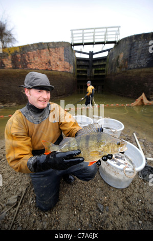 British Waterways ecologists drain the side ponds of Caen Hill Lock Flight near Devizes, Wiltshire to remove overcrowded fish st Stock Photo