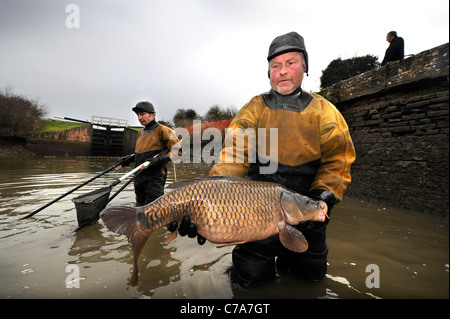 British Waterways ecologists drain the side ponds of Caen Hill Lock Flight near Devizes, Wiltshire to remove overcrowded fish st Stock Photo