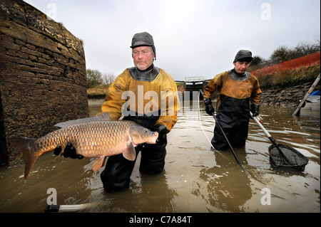 British Waterways ecologists drain the side ponds of Caen Hill Lock Flight near Devizes, Wiltshire to remove overcrowded fish st Stock Photo