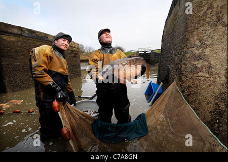 British Waterways ecologists drain the side ponds of Caen Hill Lock Flight near Devizes, Wiltshire to remove overcrowded fish st Stock Photo