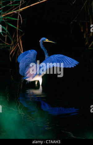 Tricolored Heron Hunting at Dusk on the Anhinga Trail in Everglades National Park in Florida Stock Photo
