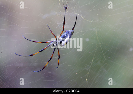 male and female Golden silk orb-weaver, Isalo National Park, Madagascar Stock Photo