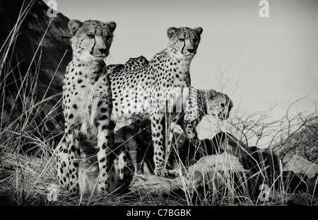 Cheetahs, Etosha National Park, Namibia, Africa Stock Photo
