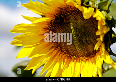 Sunflowers growing in a field in the Weald of Kent, near Tunbridge Wells. Global warming? Stock Photo