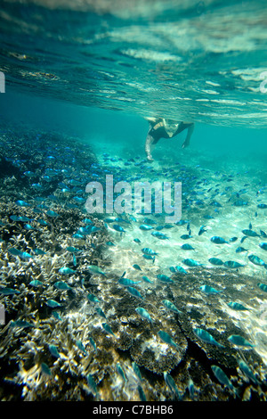 Diver with a shoal of blue reef fish Wilson Island part of the Capricornia Cays National Park Great Barrier Reef Marine Park UNE Stock Photo