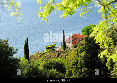 Manor with cypresses at Mediterranean coast with island of Corsica in background near Pomonte western coast of island of Elba Me Stock Photo