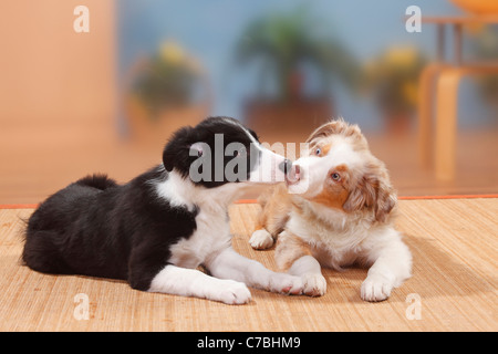 Australian Shepherd, puppy, red-merle, 19 weeks, and Border Collie, puppy, 13 weeks Stock Photo