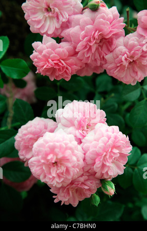 Rosa 'Rural England, Rambler Rose RHS Chelsea Flower Show 2011 Stock Photo