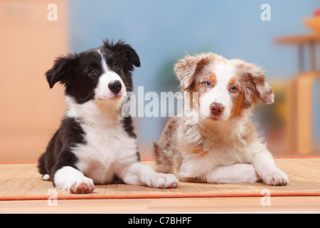 Australian Shepherd, puppy, red-merle, 19 weeks, and Border Collie, puppy, 13 weeks Stock Photo