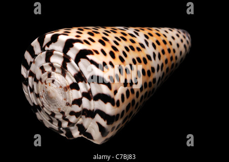 Lettered Cone shell (Conus litteratus) c9cm. Philippines Stock Photo