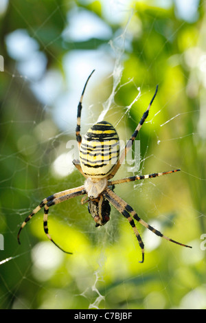 Wasp spider (Argiope bruennichii) Stock Photo