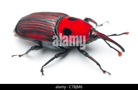 Female Red palm weevil, Asian palm weevil or sago palm weevil, Rhynchophorus ferrugineus, in front of white background Stock Photo