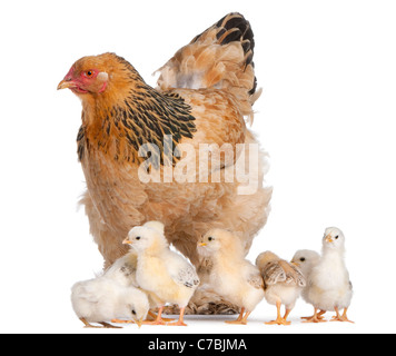Brown Brahma Hen and her chicks in front of a white background Stock Photo