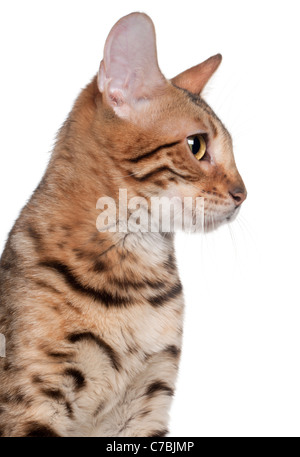 Bengal cat, 7 months old, in front of white background Stock Photo