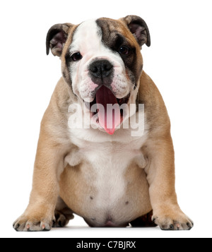 English Bulldog puppy panting, 11 weeks old, in front of white background Stock Photo