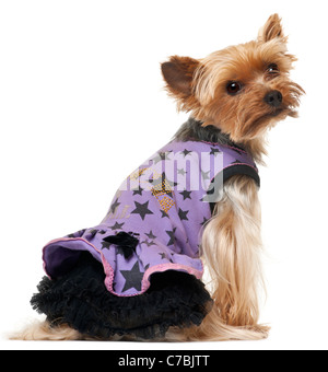 Yorkshire Terrier dressed up in front of white background Stock Photo