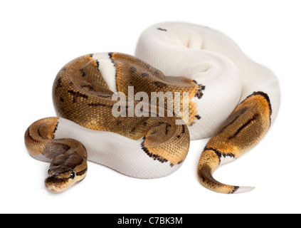 Female Pinstripe Pied Royal python, ball python, Python regius, 14 ...