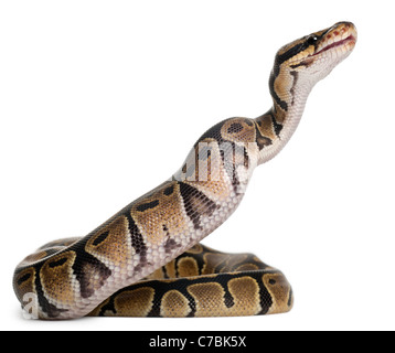 Royal python, ball python, Python regius, eating a mouse in front of white background Stock Photo