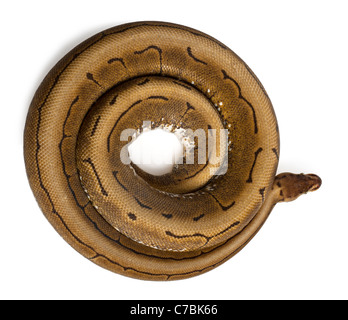 royal python, or ball python python regius, studio... Spinner Royal python, ball python, Python regius, 2 years old, in front ...