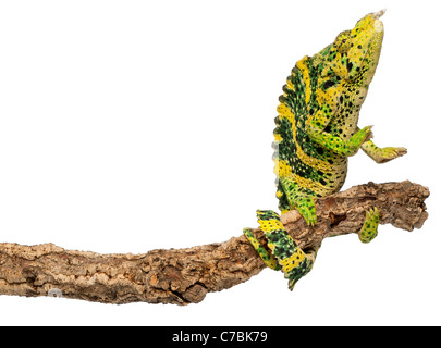 Meller's Chameleon and Giant One-horned Chameleon, Chamaeleo melleri, in front of white background Stock Photo