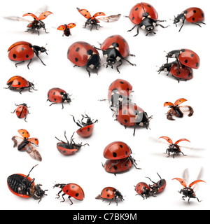 Collection of 22 pictures of seven-spot ladybird, Coccinella septempunctata, in front of white background Stock Photo