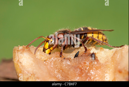 Hornet eats windfalls ( Vespa crabro) Stock Photo