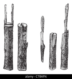 Cleft grafting, vintage engraving. Old engraved illustration of Cleft grafting with different sizes and types. Stock Photo