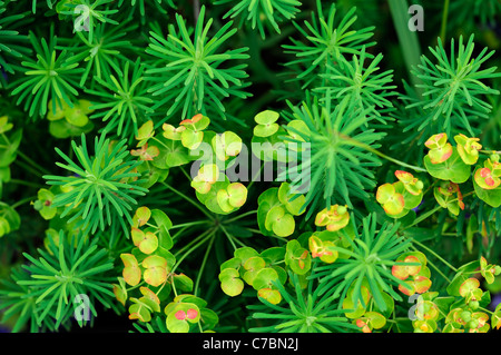 Euphorbia cyparissias 'big  boy' Cypress Spurge graveyard weed  petal-like bracts  green-yellow rhizomatous perennial Stock Photo