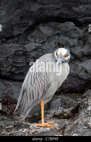 Yellow crowned night heron (Nyctanassa violacea) perched on lava rock Stock Photo