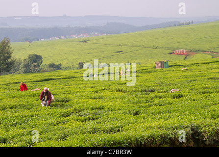 The morning harvesting of tea at a plantation in the Kericho area, western Kenya. Stock Photo