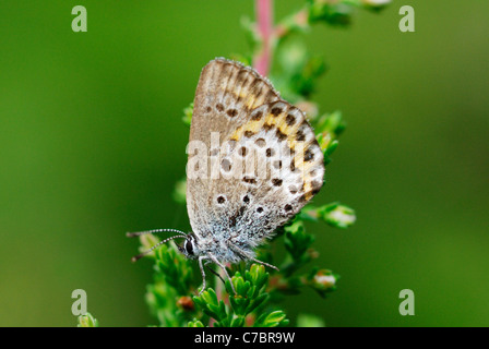 Male Idas Blue Butterfly (Plebejus idas) in the Malingsbo-Kloten Nature Reserve, Sweden Stock Photo