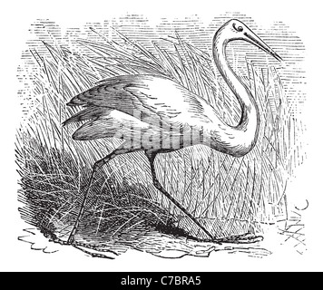 Whooping cranes (Grus Americana) vintage engraving.Old engraved illustration of a beautiful north american whooping crane. Stock Photo