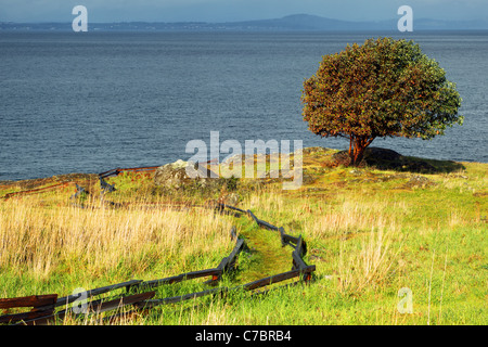 Pacific Madrone tree and trail through prairie, Westside Preserve, San Juan Island, Washington, USA Stock Photo