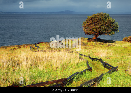 Pacific Madrone tree and trail through prairie, Westside Preserve, San Juan Island, Washington, USA Stock Photo