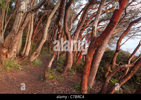 Trail through grove of Pacific Madrone, Lime Kiln Point State Park, San Juan Island, Washington, USA Stock Photo