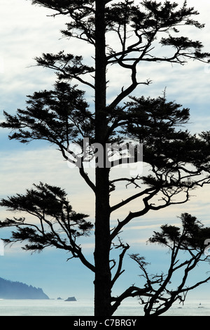 Sitka Spruce (Picea sitchensis) tree on Oregon Coast, Ecola State Park, Oregon, USA Stock Photo