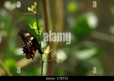 Common rose butterfly (Atrophaneura aristolochiae / Pachliopta aristolochiae ) Stock Photo