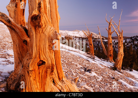 Bristlecone pines and White Mountains just prior to sunrise, Inyo National Forest, White Mountains, California, USA