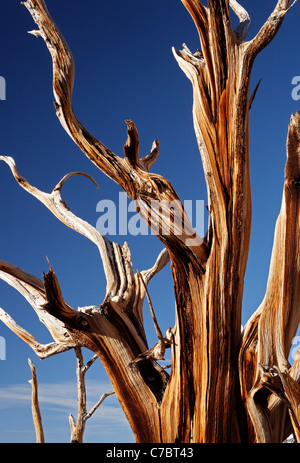 Bristlecone pine, Inyo National Forest, White Mountains, California, USA Stock Photo
