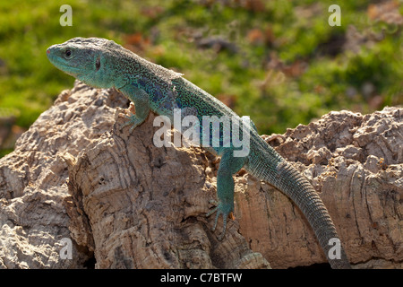 Eyed, or Ocellated or Jewelled  Lizard (Timon lepidus). Sloughing outer skin layer of epidermis in pieces. Stock Photo