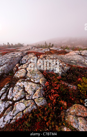 Fall color amidst granite bedrock on summit of Cadillac Mountain at sunrise, Mount Desert Island, Acadia National Park, Maine Stock Photo