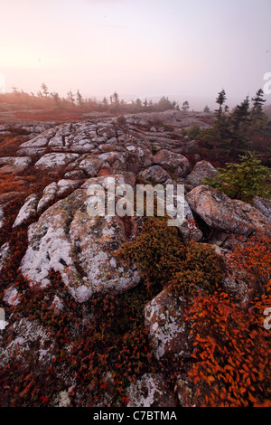 Fall color amidst granite bedrock on summit of Cadillac Mountain at sunrise, Mount Desert Island, Acadia National Park, Maine Stock Photo