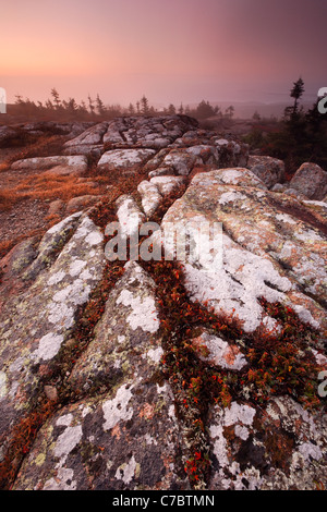 Fall color amidst granite bedrock on summit of Cadillac Mountain at sunrise, Mount Desert Island, Acadia National Park, Maine Stock Photo