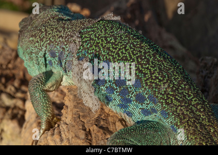 Eyed, or Ocellated or Jewelled  Lizard (Timon lepidus). Sloughing outer skin or epidermis in pieces. Stock Photo